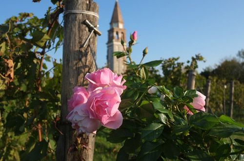 A pink rose bloom, part of the plantings in the Mazzorbo vineyard.